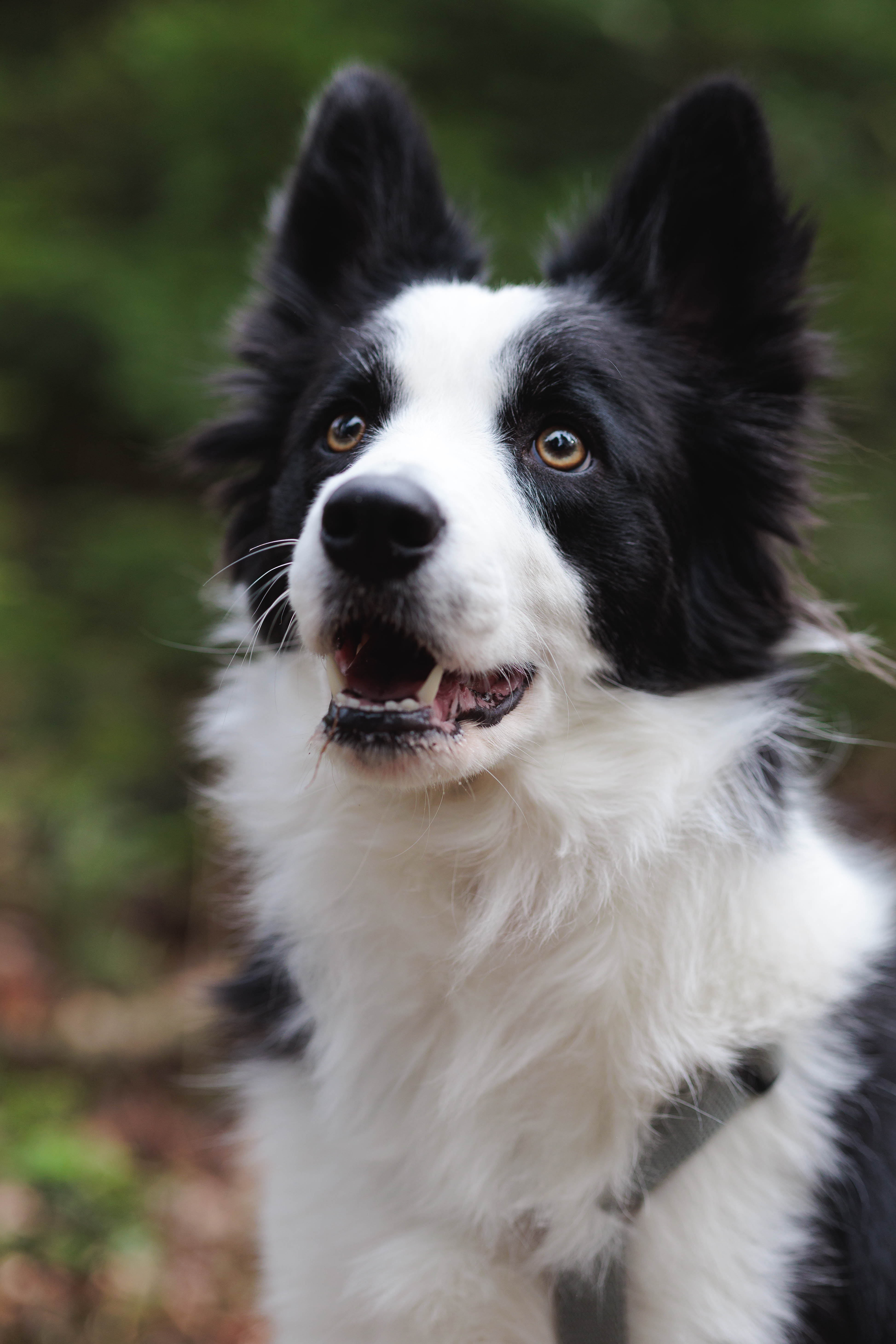 A beautifully decorated wedding cake featuring red and white roses.